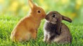 /album/dieren/a2-konijnen-jpg/